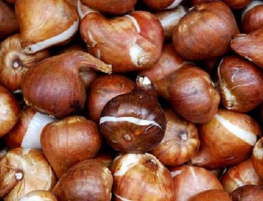 cebulki kwiatowe